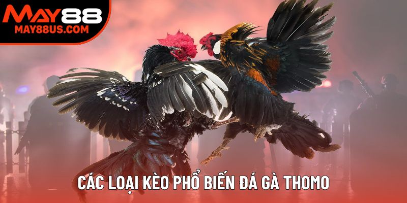 Các loại kèo phổ biến đá gà Thomo