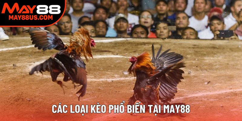 Các loại kèo phổ biến tại May88