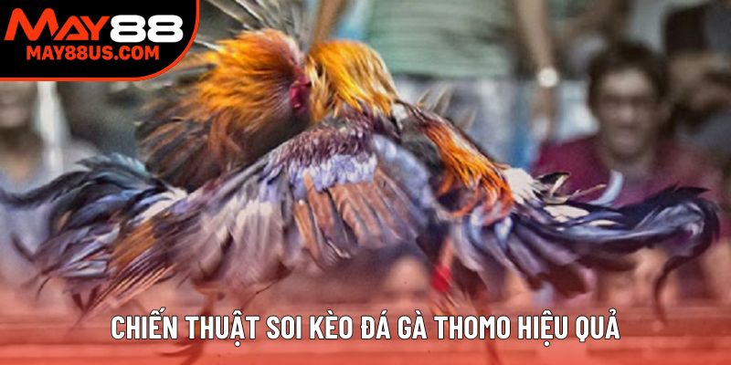 Chiến thuật soi kèo đá gà Thomo hiệu quả
