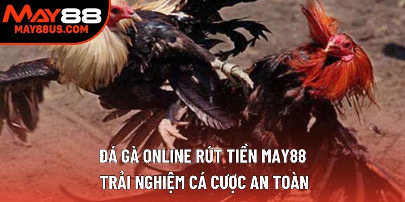Đá Gà Online Rút Tiền May88 – Trải Nghiệm Cược An Toàn