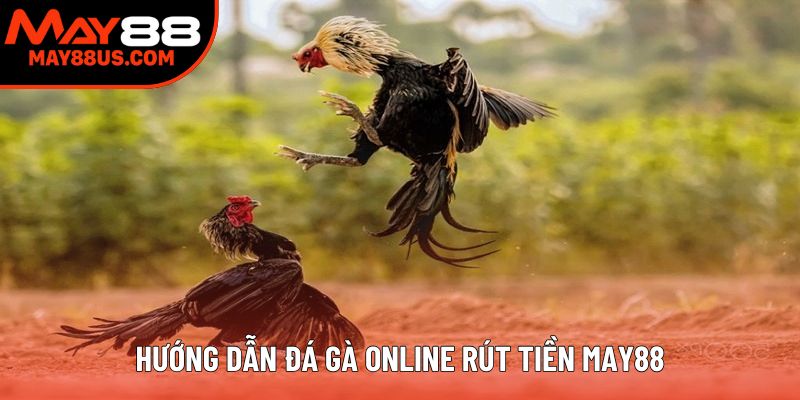 Hướng dẫn đá gà online rút tiền May88