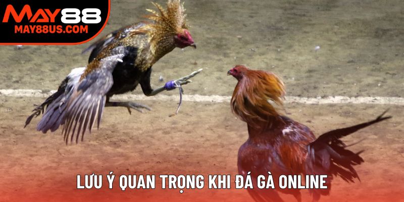 Lưu ý quan trọng khi đá gà online