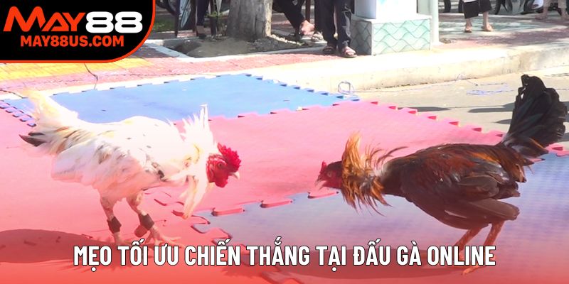 Mẹo tối ưu chiến thắng tại đấu gà online
