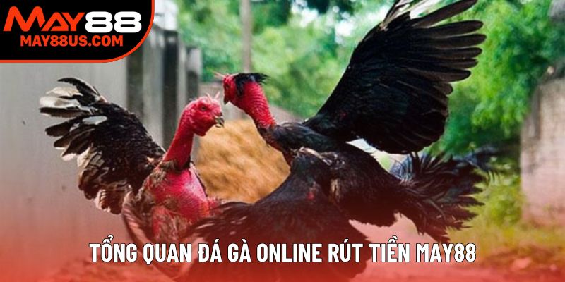 Tổng quan đá gà online rút tiền May88