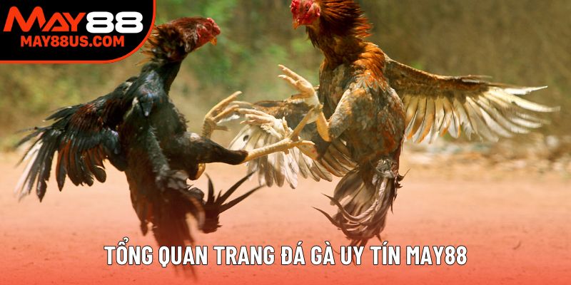 Tổng quan trang đá gà uy tín May88