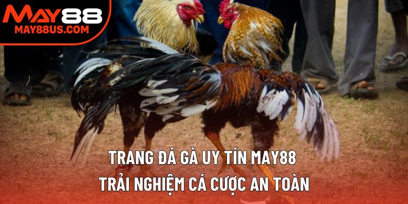 Trang Đá Gà Uy Tín May88 – Trải Nghiệm Cá Cược An Toàn
