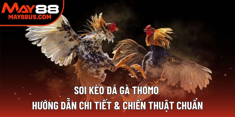 Soi Kèo Đá Gà Thomo – Hướng Dẫn Các Chiến Thuật Chuẩn